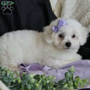 Abbie, Bichon Frise Puppy